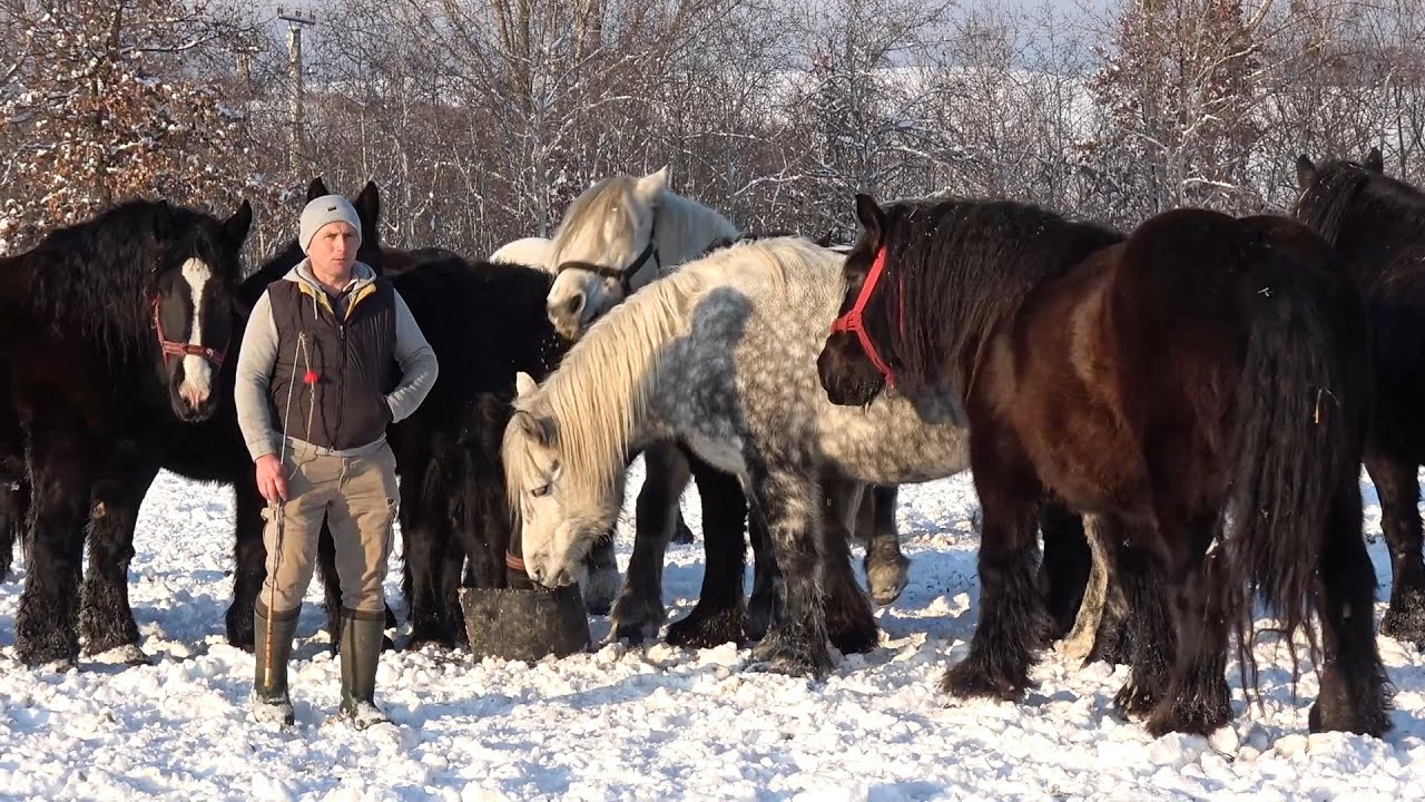 Caii lui Gabi de la Valea Mare de Cris, Bihor - 2026 Nou!!!