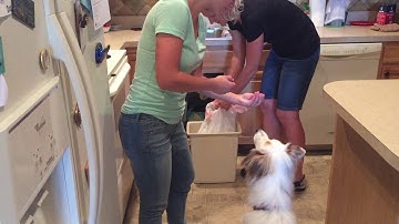 Using Counterconditioning to Help Diego Not React to Loud Noises