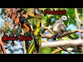 Suara Kicauan Burung Murai Batu Dan Perkutut Kombinasi Dengan Foto Yang Sangat Cantik Dan Indah Mp3 - Mp4 Download