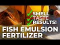 First Time Using Fish Emulsion Fertilizer--Reaction &amp; Results!