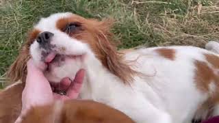 Pack of Dogs Run & Wrestle Outside by Red Barn Cavaliers 1,296 views 4 months ago 2 minutes, 58 seconds