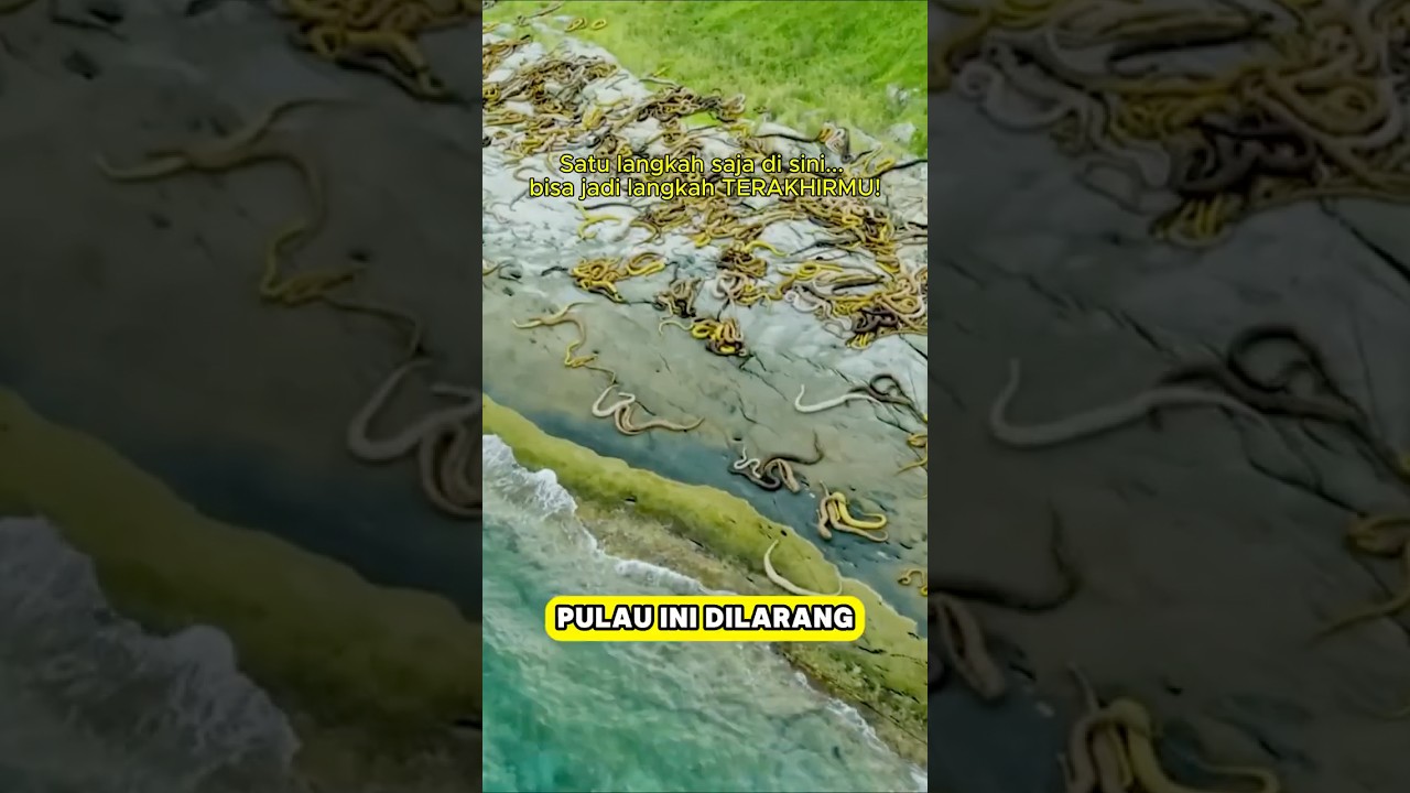 Snake Island – Pulau Paling Mematikan di Dunia! #portaldunia