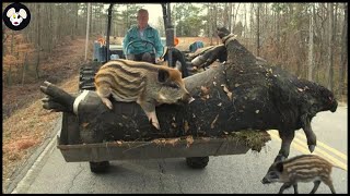 How Farmers And Hunters Hunt Giant Wild Boar - The Largest Wild Boar