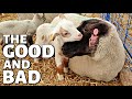 THE HIGHS & LOWS OF LAMBING (DAY 14):  Vlog 276