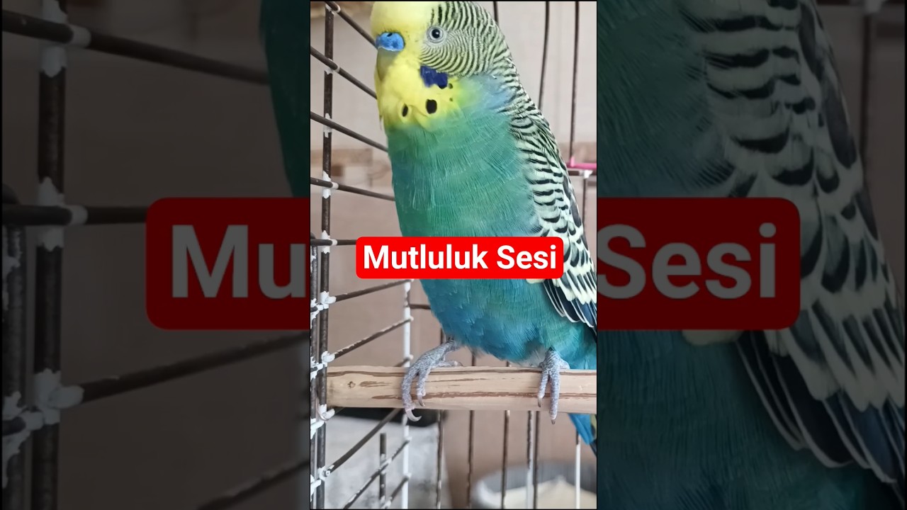 Muhabbet Kuşu sesi #muhabbetkuşu #birdsong #budgies #talkingparot #muhabbetkuşufıstık #parakeet