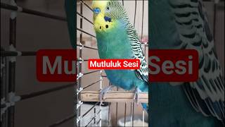Muhabbet Kuşu Sesi Şu Şufıstık