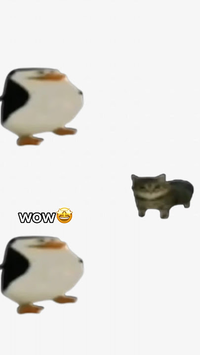 Wah anak kucingnya lucu banget#populer #lucu #meme #kucing #mobil #anak kucing