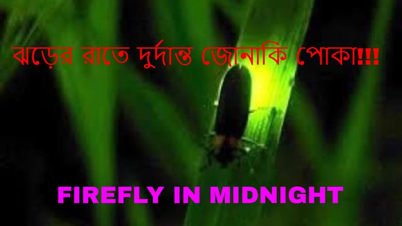 Jonaki Insect Jonaki in our room // Rare lightning bug // Firefly - YouTube