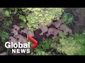 Drone footage shows China's runaway elephants napping, infrared of herd travelling north