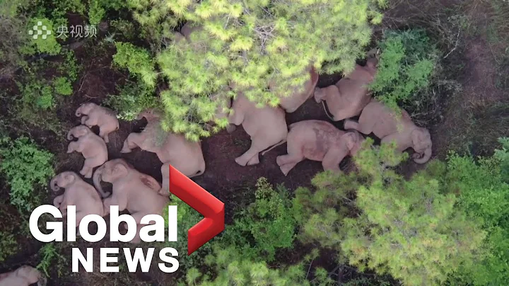 Drone footage shows China's runaway elephants napping, infrared of herd travelling north - DayDayNews