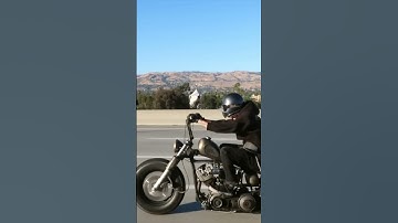 Young (@rustinpeace817)’s shovelhead