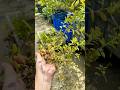 কাটিং থেকে চারা❤️ #garden #growagarden #flowers #gardening #minivlog #gardeningtips #shorts #summer