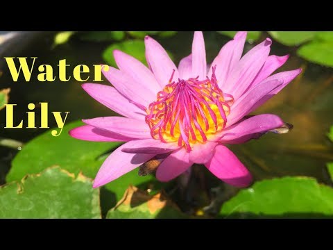 How to fertilize Water Lily Plant||How to grow and care water Lily||Backyard Gardening