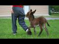 When The Animal Distribution System Chooses You ЁЯШБ Funniest Animal Videos 2025 When The Animal Distribution System Chooses You ЁЯШБ Funniest Animal Videos 2025