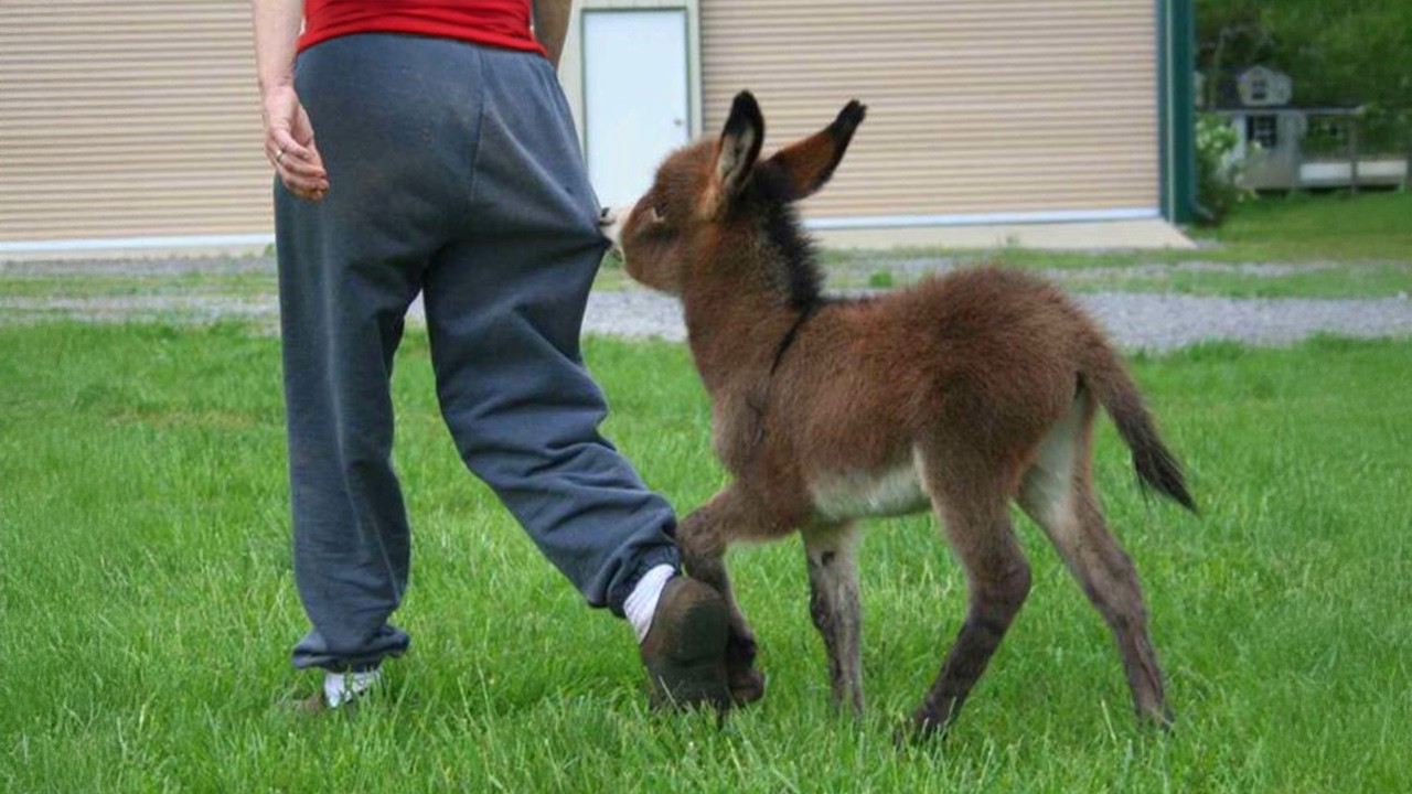 When The Animal Distribution System Chooses You 😁 Funniest Animal Videos 2025