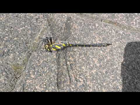 Dead odonata - Libellule - Dragonfly - Libelle
