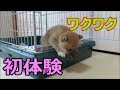 柴犬まめ 初めてケージから出た日