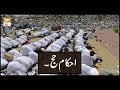 Watch Ahkam - e - Hajj | ARY Qtv Online In HD