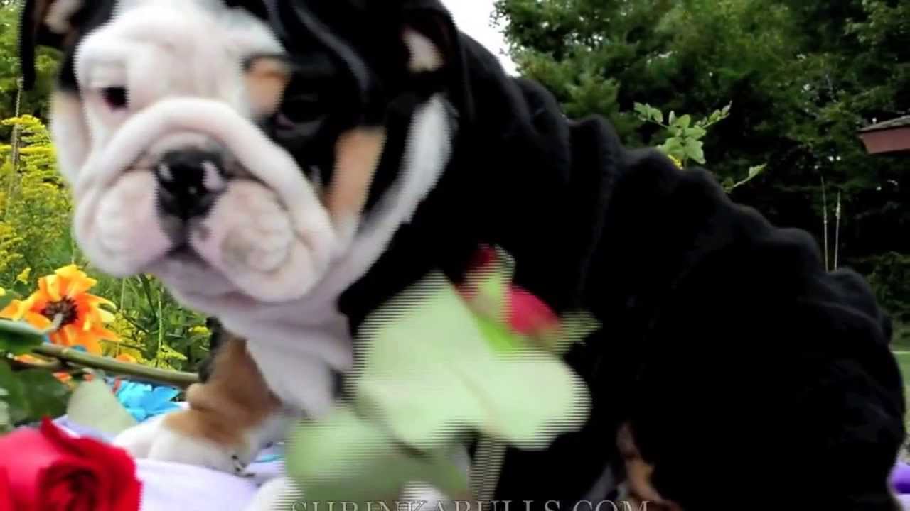 Black tri english bulldog shrinkabulls