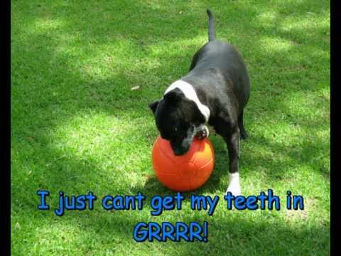 staffy ball