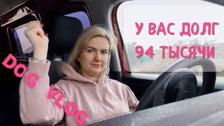 DOG VLOG: вы должны 94 тысячи рублей 😱