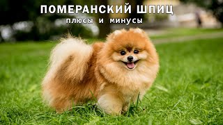 :  .    Pomeranian Spitz