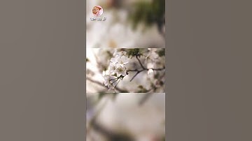 أجمل تلاوة خاشعة للقارئ شريف مصطفى 😌😌راحه نفسيه لا توصف//حالات واتس اب دينية 🦋 🦋 قصيرة