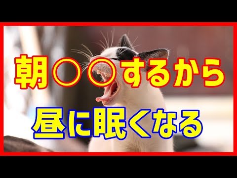 午後の睡魔の正体はランチではなかった！みんちゃん