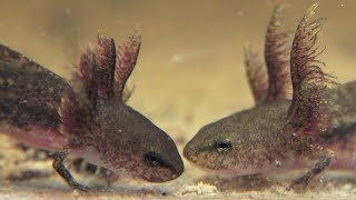 Spotted Salamander Larvae 3rd Week!  (Ambystoma maculatum)
