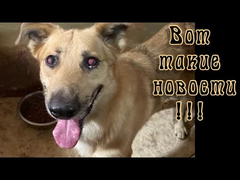 Вот такие новости! Приют для животных.