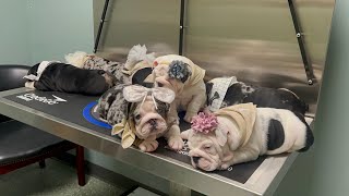 Palmetto Bulldogs   First Veterinarian Exam, Vaccinations & Fecal Completed