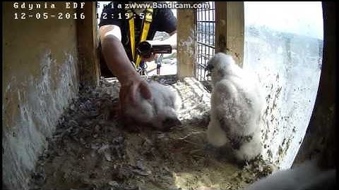 EDF Gdynia Poland - After banding - 2016 05 12 12 18