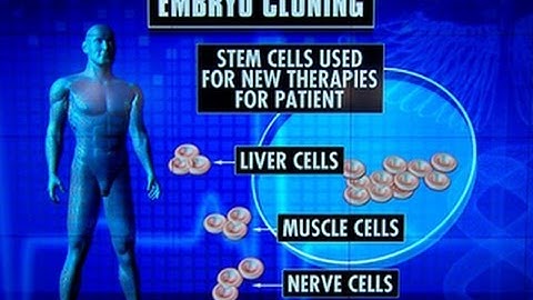Cloning advancement: Scientists create embryonic stem cells from adult skin