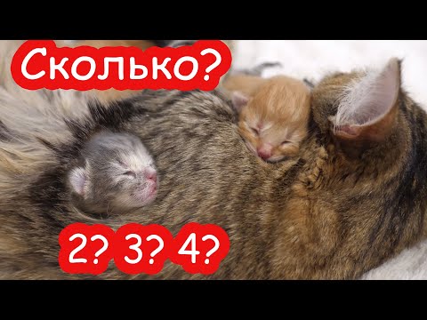 видео: VLOG Сколько детей родила Мурка. Кто выиграл спор