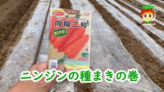 ニンジンの種まきの巻【タキイ向陽二号】