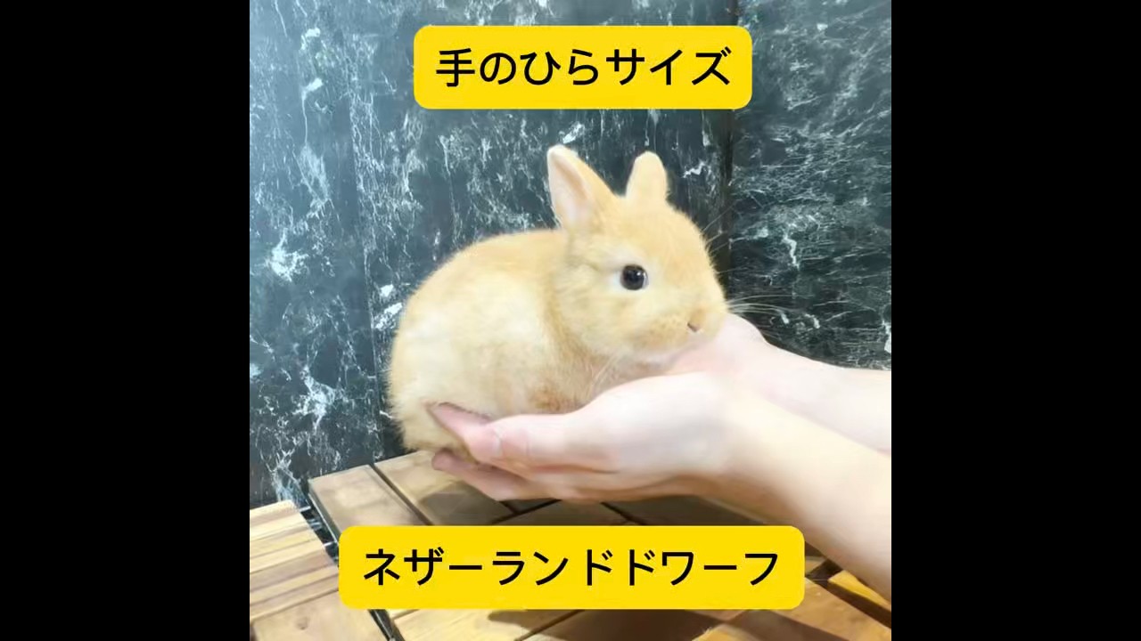 手招きウサギです。 ⭐︎手のひらサイズ 子ウサギ⭐︎ #shorts - YouTube
