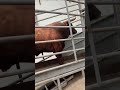 Los mataderos están recibiendo cientos de toros bravos para su sacrificio.