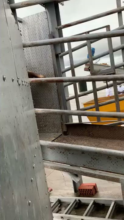 Los mataderos están recibiendo cientos de toros bravos para su sacrificio.