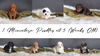 Our 'Old Fashioned' Litter of 7 Miniature Poodles at 5 weeks old!