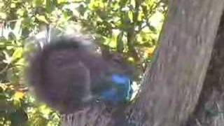 Squirrel Easter Egg Thief