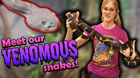 Meet our Venomous Snakes!