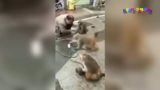 Разные приколы с разными животными. Видишь суслика? Разные приколы с разными животными. Видишь суслика?