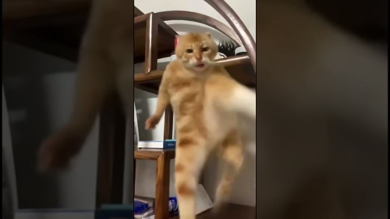 #funny #memeclip #funnymemes #music #phonk #dankememes #comedymemes #memehub #newmusic #youtubeshort