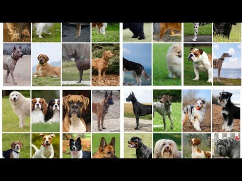 🐕🐩🦮 44 Dogs breeds🐕‍🦺🐶