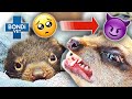 Cute but Deadly! Don't be Fooled 🥺 😈 | Bondi Vet Compilation | Bondi Vet