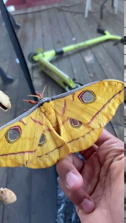 Antheraea frithi female - YouTube