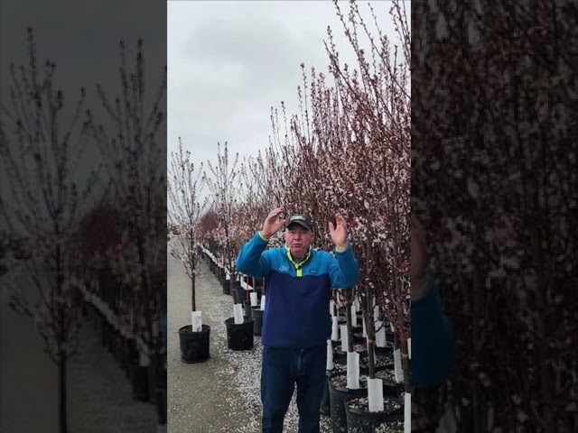 Prunus Crimson Pointe: A Stunning Garden Must-Have!  💜🌸✅👍👏   #garden #plants #easygardening