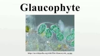 Glaucophyte