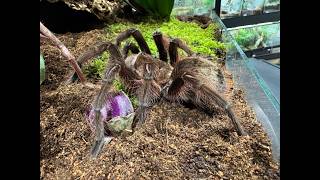 Theraphosa apophysis, Pink Foot Goliath  rehouse and care