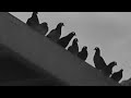 Sky Ratting (Pigeons)